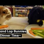 Bunnies Eating Their Dinner
