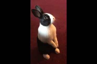 Puffles Bunny Being Cute 1