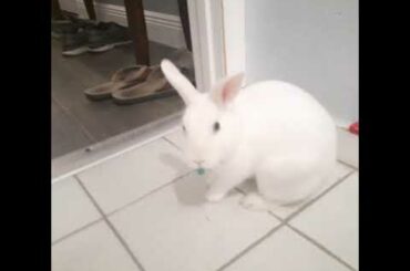 The cutest white bunny ever!