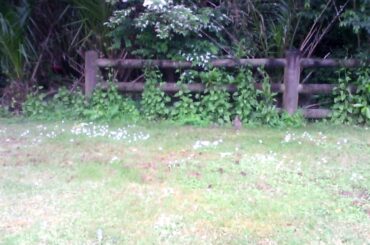 A Wild Rabbit Eating from the Bushes on the Side of the Road