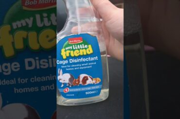 Mollie the cute rabbit 🐰❤️💕💫