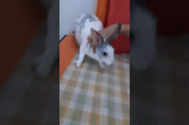 My cute rabbit