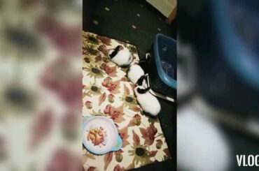 Cute rabbits/ bunny pet