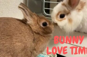 Baby Bunny - Cute and Funny Bunny Videos Compilation | Rabbit Videos #13 | Aww Animal Videos 2020