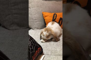 My baby bunny is sooooooo cute