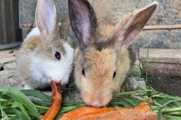My cute rabbits eat carrot and grasses | Happy Sunday with my lovely bunnies | Bunny Tube-KH