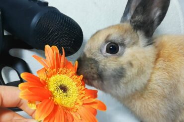 Rabbit Flower ASMR Eating Sounds Cute Bunny / my Pets ASMR