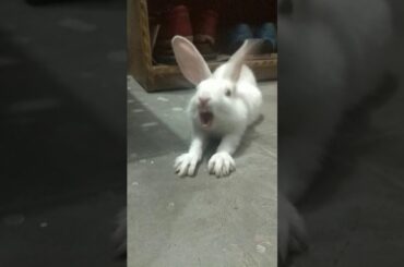 Baby bunny yawning.