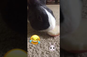 Super funny-my rabbit eats an apple!(also SUPER cute!!) 🤣🤣🤣🤣🤣🤣🤣🤣🤣🤣🤣🥺🥺🥺🥺🥺🥺🥺🥺🥺🐰🐰