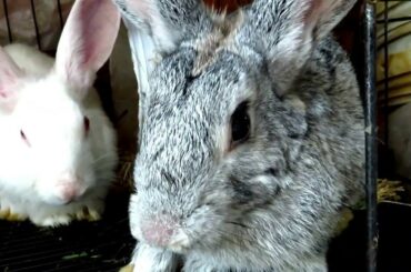 Funny and cute baby Rabbit videos