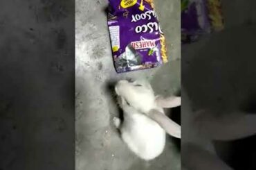 Bunny licking polypack.
