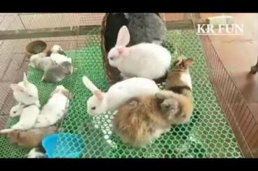 cute mouse and cute rabbit baby activity by rabbit farming