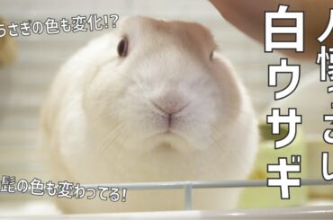 白ウサギの色、変化中！！赤ちゃんから一緒にいるうさぎがとっても人懐っこい#111