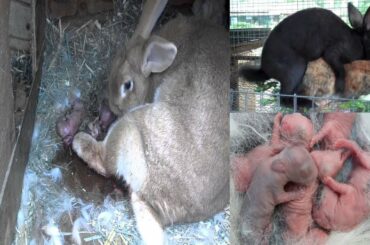 rabbit farming in pakistan rabbit for sale pregnant rabbit giving birth 03450406704