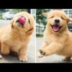 Funniest & Cutest Golden Retriever Puppies  😇🐶 Funny Puppy Videos 2020 Funniest