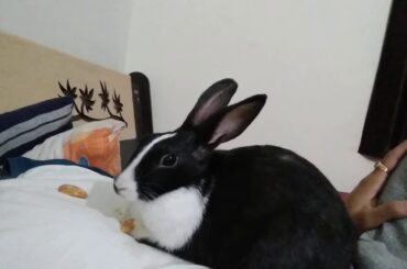 Kalu eating LITTLE HEARTS I CUTE BUNNY EATING BISCUITS