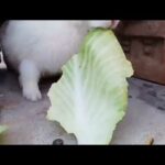 Cute Rabbit Eating Cabbage|Asmr Rabbit Eating Cabbage|by Alimindreader