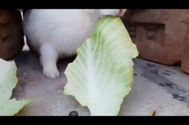 Cute Rabbit Eating Cabbage|Asmr Rabbit Eating Cabbage|by Alimindreader