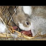 Rabbit Giving Birth At Home Baby Bunnies So Cute//Rabbit gives birth to 11 baby/conejitos bebé/宝贝兔子