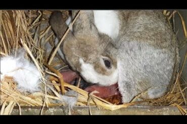 Rabbit Giving Birth At Home Baby Bunnies So Cute//Rabbit gives birth to 11 baby/conejitos bebé/宝贝兔子