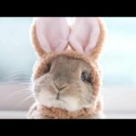 Rabbit Funny And Cute Bunny Videos Compilation asmr animals 🥭🐰🍉