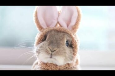 Rabbit Funny And Cute Bunny Videos Compilation asmr animals 🥭🐰🍉