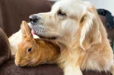 A Cute Golden Retriever Dog Meets a New Rabbit in the House