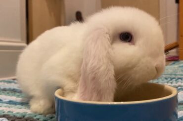 Mr Muffin Bunny vlog