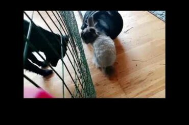 Chaplin the cute teddy bunny at the pet hotel