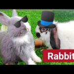 rabbit's Jenny's daily life, they are smart and cute❤️️🐇🐰