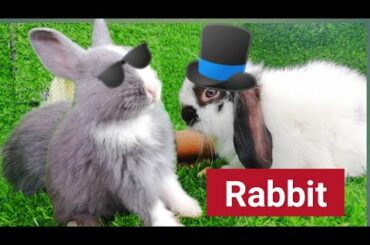 rabbit's Jenny's daily life, they are smart and cute❤️️🐇🐰