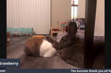 Sunday Night Bunny Live Cam