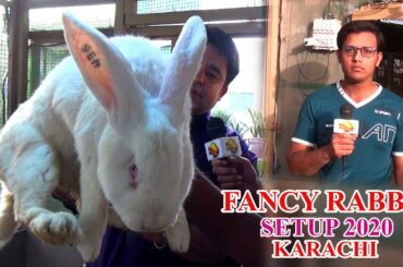Rabbits and Hare at Yasir Setup Video Different type of Rabbits Hare for sale In Urdu/Hindi (JAIC)