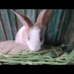 Rabbits action | lovely bunny cute # dJ