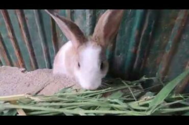 Rabbits action | lovely bunny cute # dJ