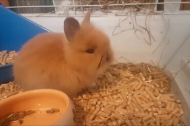 Our cute baby-bunny/Нашето сладко зайче-бебе