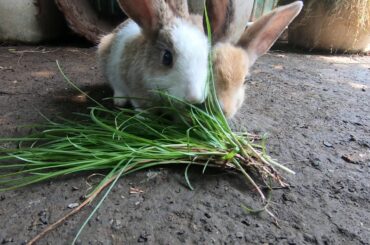 Rabbits pine grass is very mach liked | bunny cute they smart