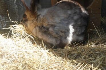Female Rabbit making her nest and pulling fur. khargosh