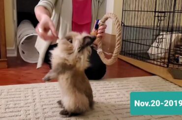 Rabbit Tricks Training Collection Gizmo The Baby Lionhead. Dedicated to Leeuwen Lionheads (breeder)