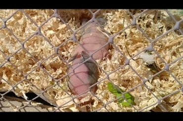 Mother Rabbit Is Afraid Of Her New Born Baby