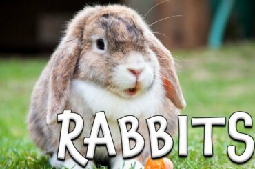 Rabbits!  Learn about Rabbits for Kids