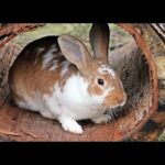 Cute Rabbits funny video compilation 2020 | Rabbit nesting | Cute Bunnies baby | Zaibi Zoo |