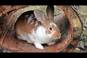 Cute Rabbits funny video compilation 2020 | Rabbit nesting | Cute Bunnies baby | Zaibi Zoo |