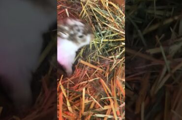 Cute baby bunnies! March 15/20