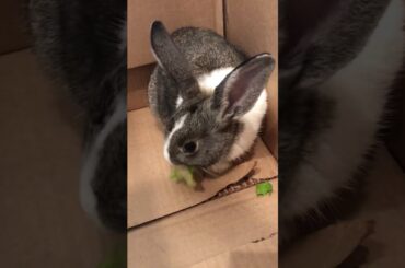 My cute little bunny eating lettuce