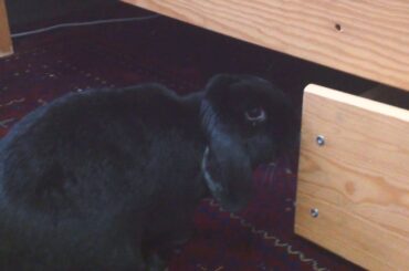 Here's my ............... cute little rabbit