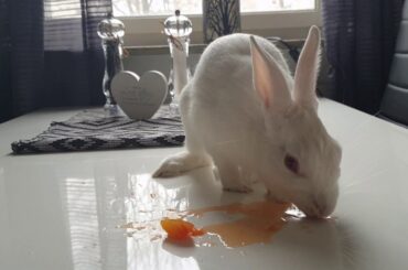 Cute Rabbit Eating & Licking Juicy Orange MESSY ASMR
