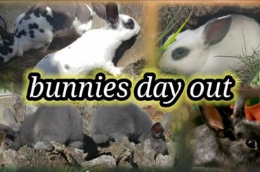 Bunnies day out