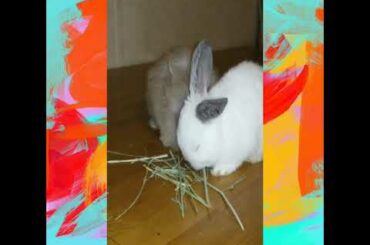 Baby Bunnies Eating Hay