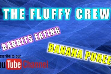 Rabbits Banana Puree | Gizmo and Daisy Rabbit | The Fluffy Crew